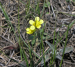 Ranunculus polyrhizos