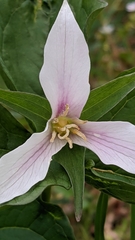 Trillium ovatum