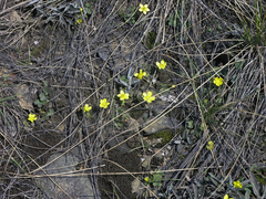 Ranunculus polyrhizos