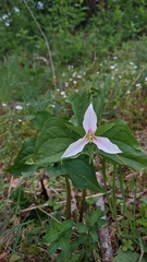 Trillium ovatum