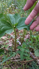 Trillium ovatum