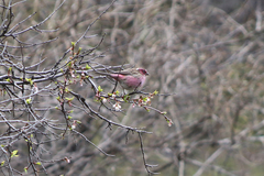 Carpodacus dubius