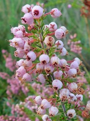 Erica lateralis
