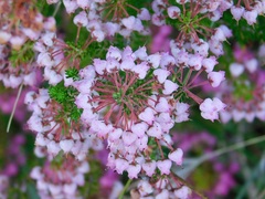 Erica lateralis