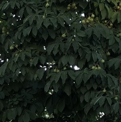 Aesculus hippocastanum