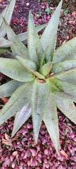 Aloe ferox