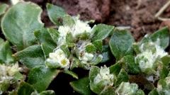 Gomphrenoideae