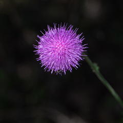 Cirsium mexicanum