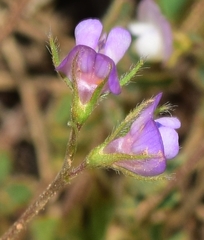 Vicia lentoides
