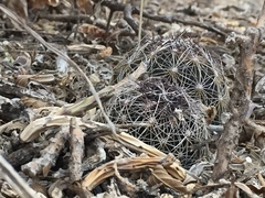 Coryphantha neglecta