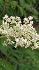 Sambucus racemosa