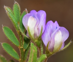 Vicia lentoides