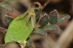 Vicia lentoides