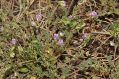 Vicia lentoides