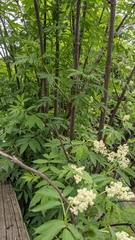 Sambucus racemosa