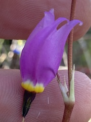 Primula poetica