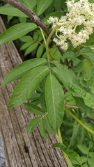 Sambucus racemosa