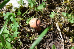 Xerocomellus armeniacus