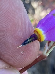 Primula poetica