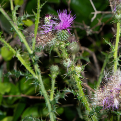 Cirsium mexicanum