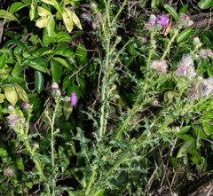 Cirsium mexicanum