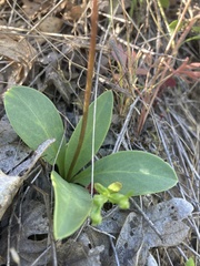 Primula poetica