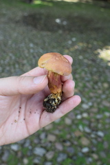 Xerocomellus armeniacus