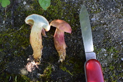 Xerocomellus armeniacus