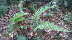 Microlepia hookeriana