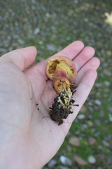 Xerocomellus armeniacus