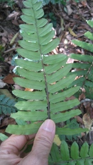 Microlepia hookeriana