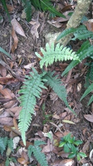 Microlepia hookeriana