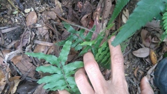 Microlepia hookeriana