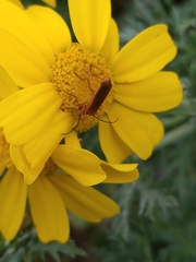 Rhagonycha nigritarsis