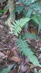 Microlepia hookeriana