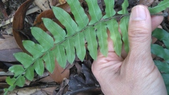 Microlepia hookeriana