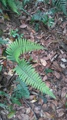 Microlepia hookeriana