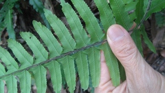 Microlepia hookeriana