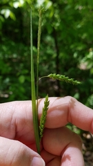 Carex oxylepis