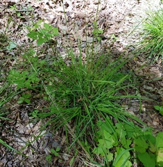 Carex oxylepis