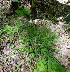 Carex oxylepis