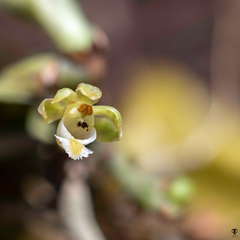 Gastrochilus