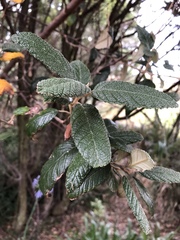 Pomaderris apetala maritima