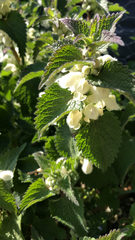 Lamium album