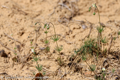 Spergula morisonii