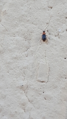 Hypebaeus flavicollis