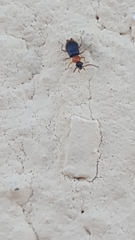 Hypebaeus flavicollis