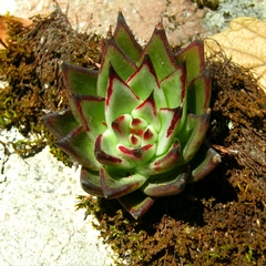 Echeveria agavoides