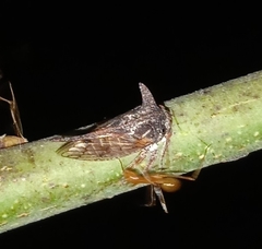 Oxyrhachis