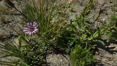 Gerbera crocea